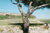 Crucifix Tree at Rabat (99006 bytes)
